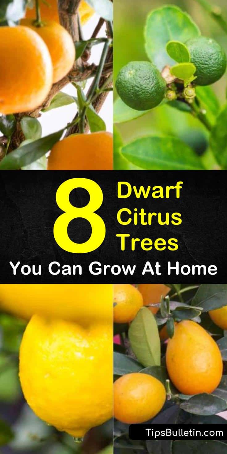 Discover the best dwarf citrus trees to grow in home backyards, indoors in pots, or on the patio. Fill your winter with key limes, mandarin oranges, and lemon fruits as we present you with 8 fantastic dwarf citrus plants and show you how to grow them! #citrustrees #trees #fruittrees #dwarftrees