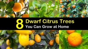 dwarf citrus trees titleimg1