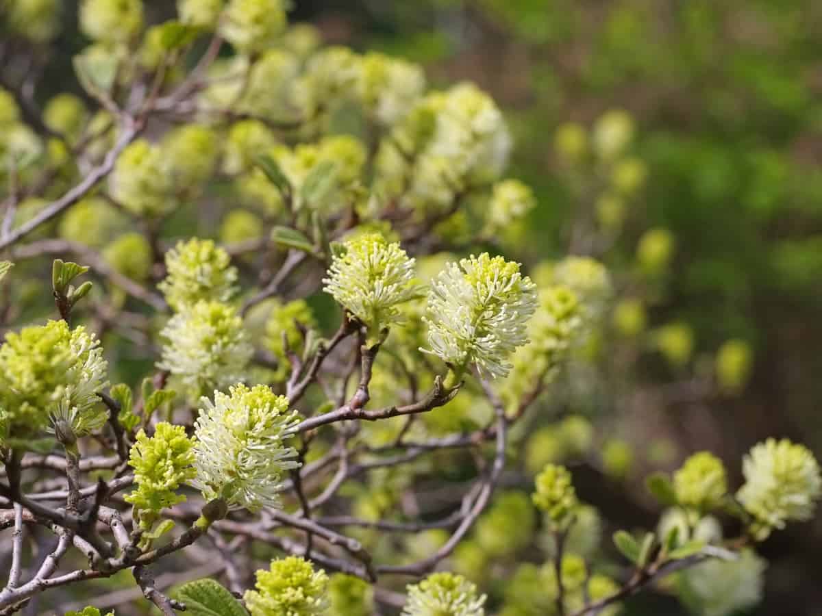 dwarf fothergilla - the perfect shrub for a small garden