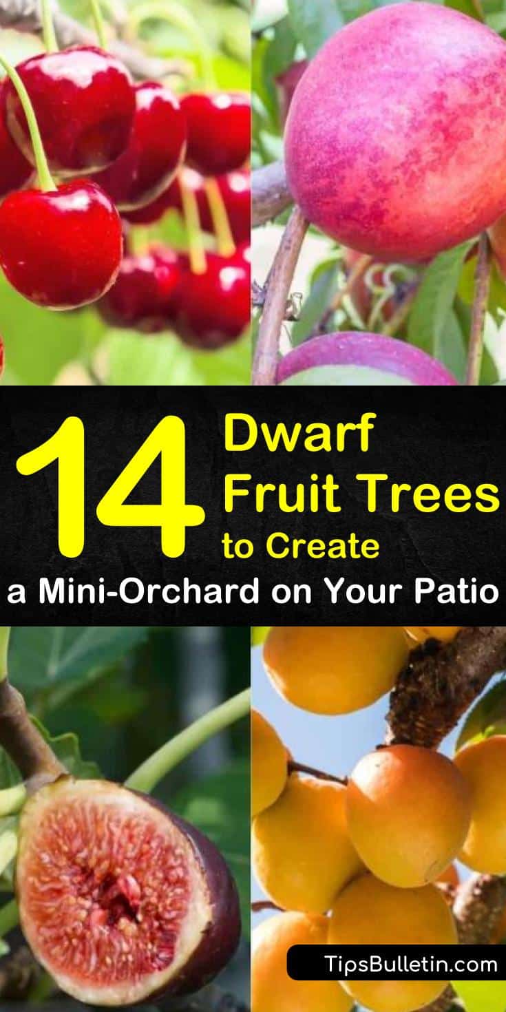 Discover container gardening! Figure out how to grow pears, peaches, apples and cherries indoors. Whether you have small spaces or big patio, find out which dwarf fruit trees are perfect for your home. #small +#fruittree #trees #landscaping