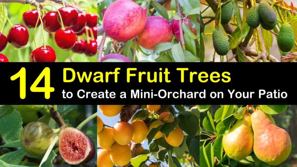 14 Dwarf Fruit Trees to Create a Mini-Orchard on Your Patio