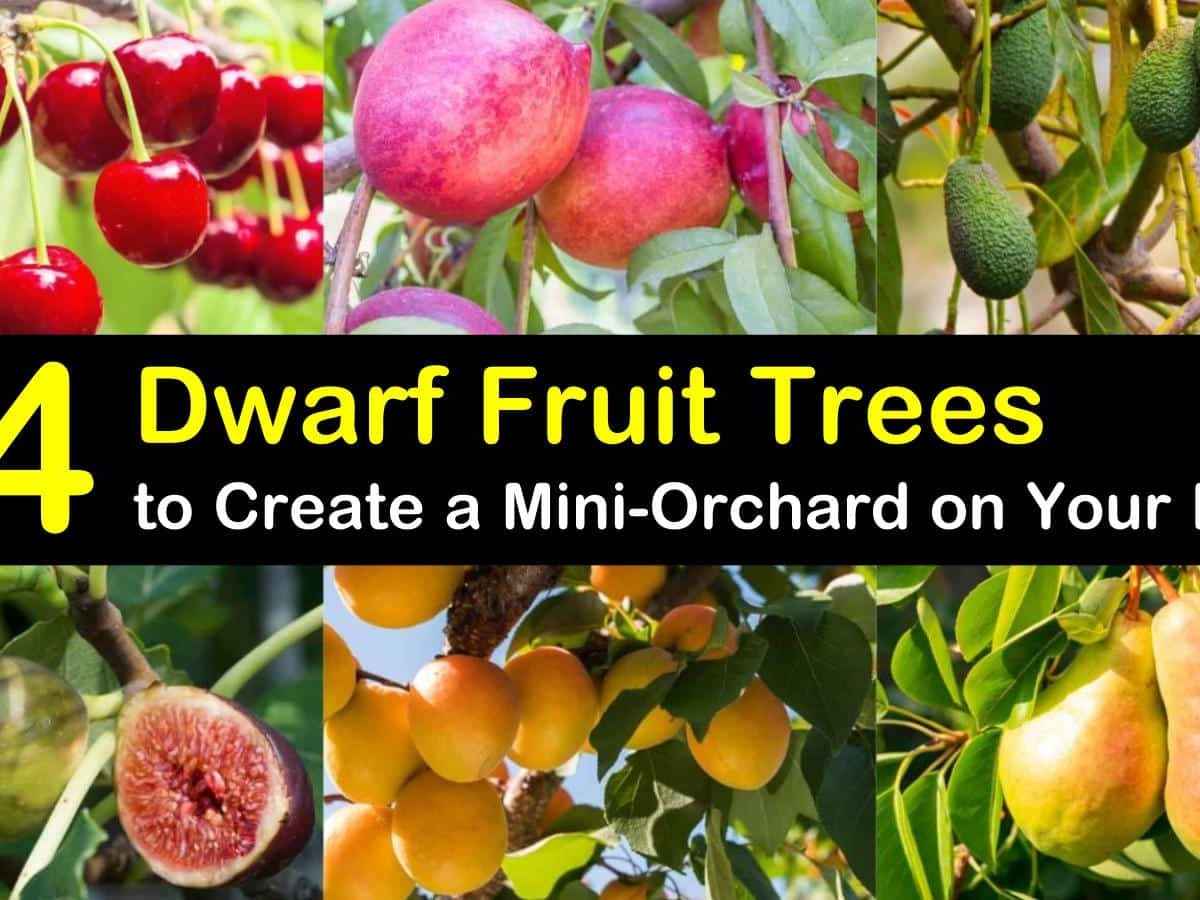 ما هي المساحة التي تحتاجها أشجار الفاكهة القزمية