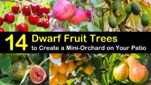 dwarf fruit trees titleimg1