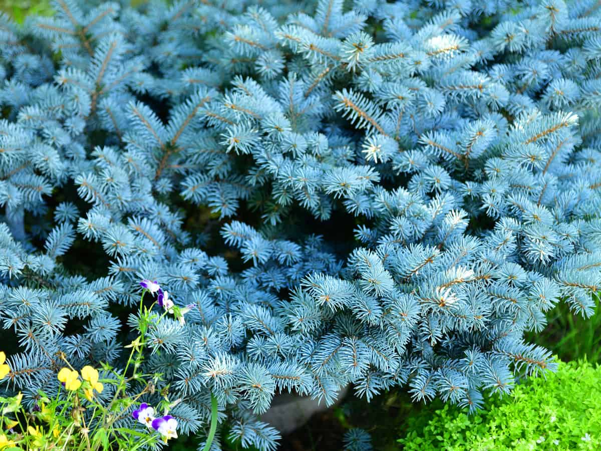 the dwarf globe blue spruce shows beautiful evergreen color all year