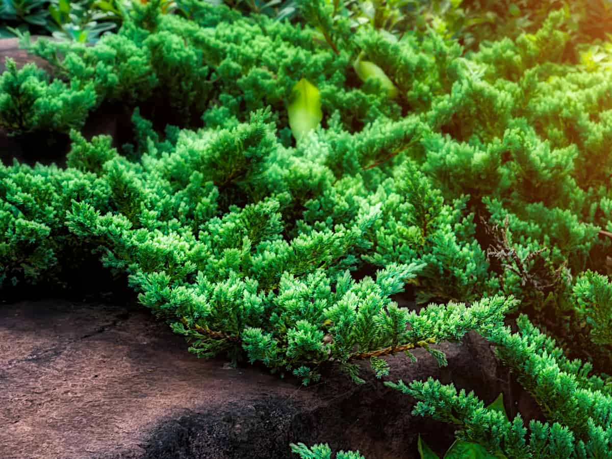 dwarf Japanese garden juniper is a small creeping evergreen shrub