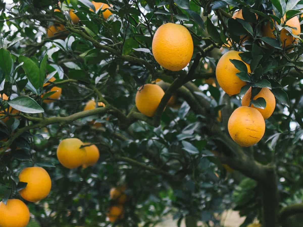 dwarf orange trees can create a mini-orchard on your patio