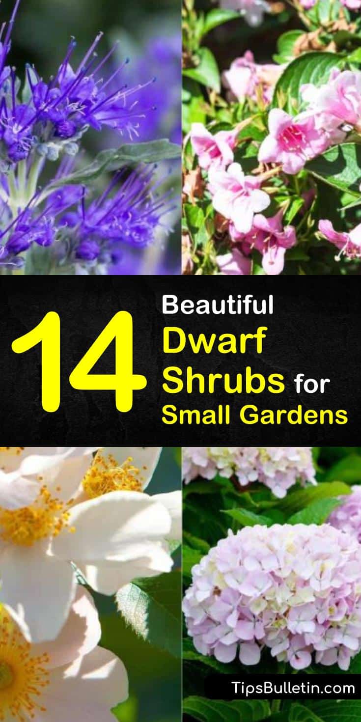 Learn how to grow dwarf shrubs in front of house, small yards, and patios. Know which variety of blooming bushes, perennial shrubs, and evergreen plants are drought tolerant. Here are 14 shrubs for shade or garden spots with full sun. #dwarf #shrubs #smallbushes