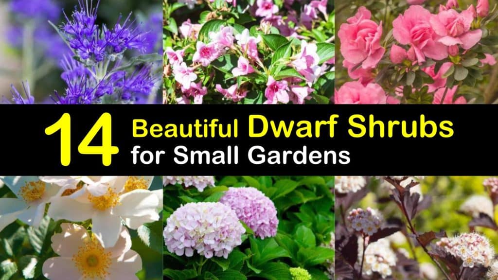 14 Beautiful Dwarf Shrubs for Landscaping Small Gardens