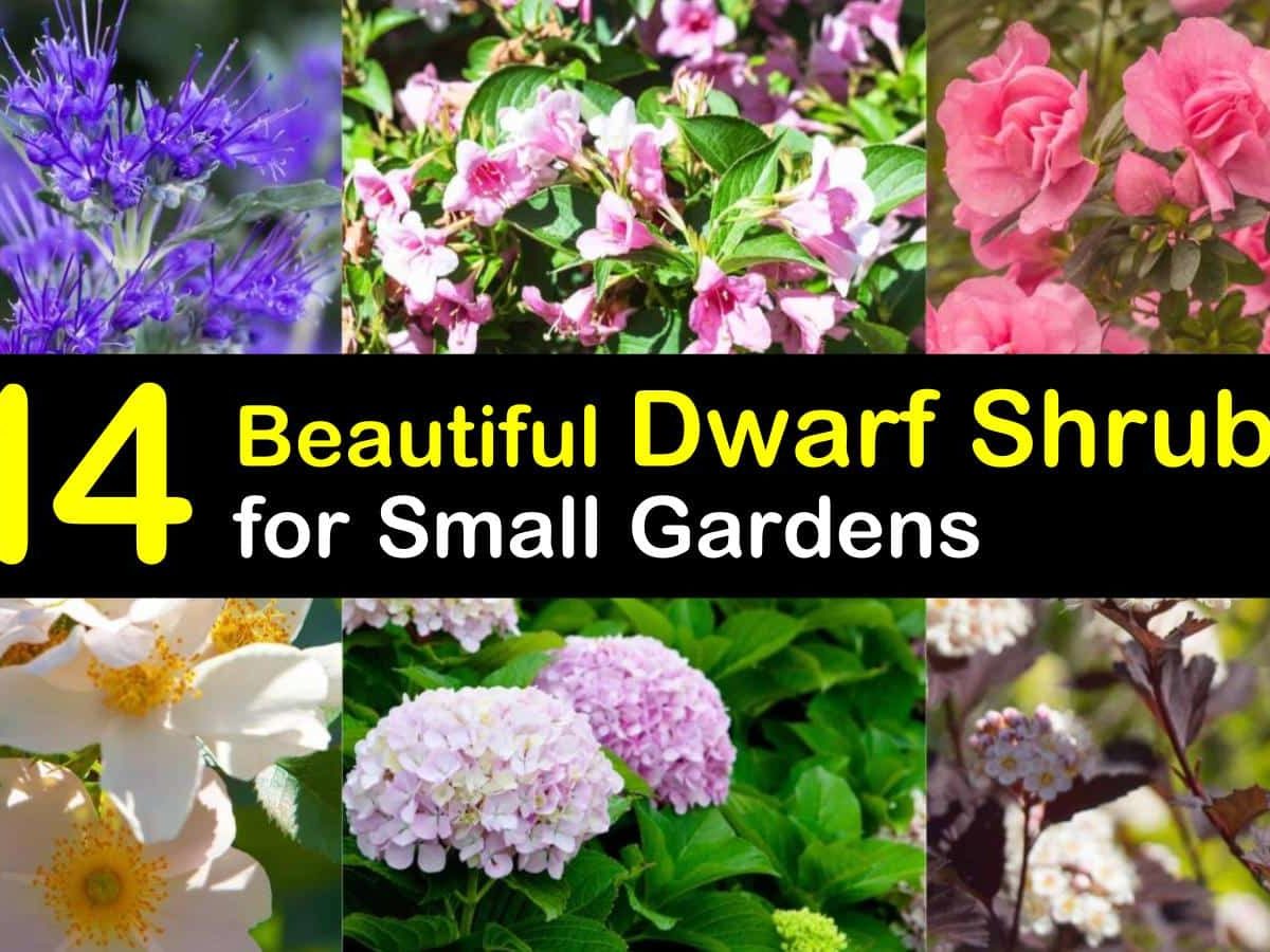 20 Beautiful Dwarf Shrubs for Landscaping Small Gardens