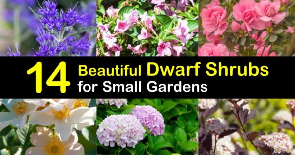 Beautiful Dwarf Shrubs For Landscaping, Small Flowering Bushes For Landscaping