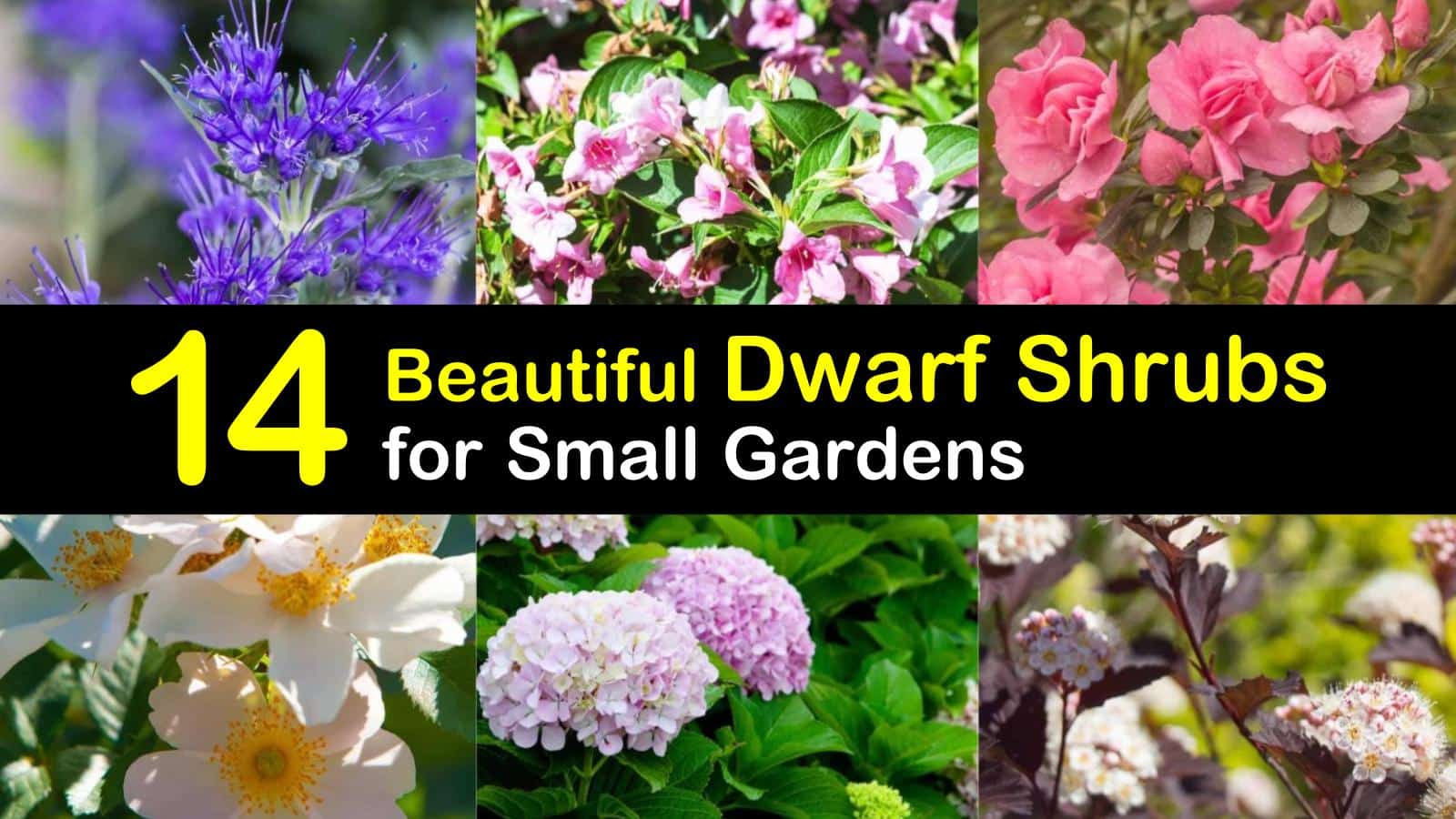 dwarf shrubs titleimg1