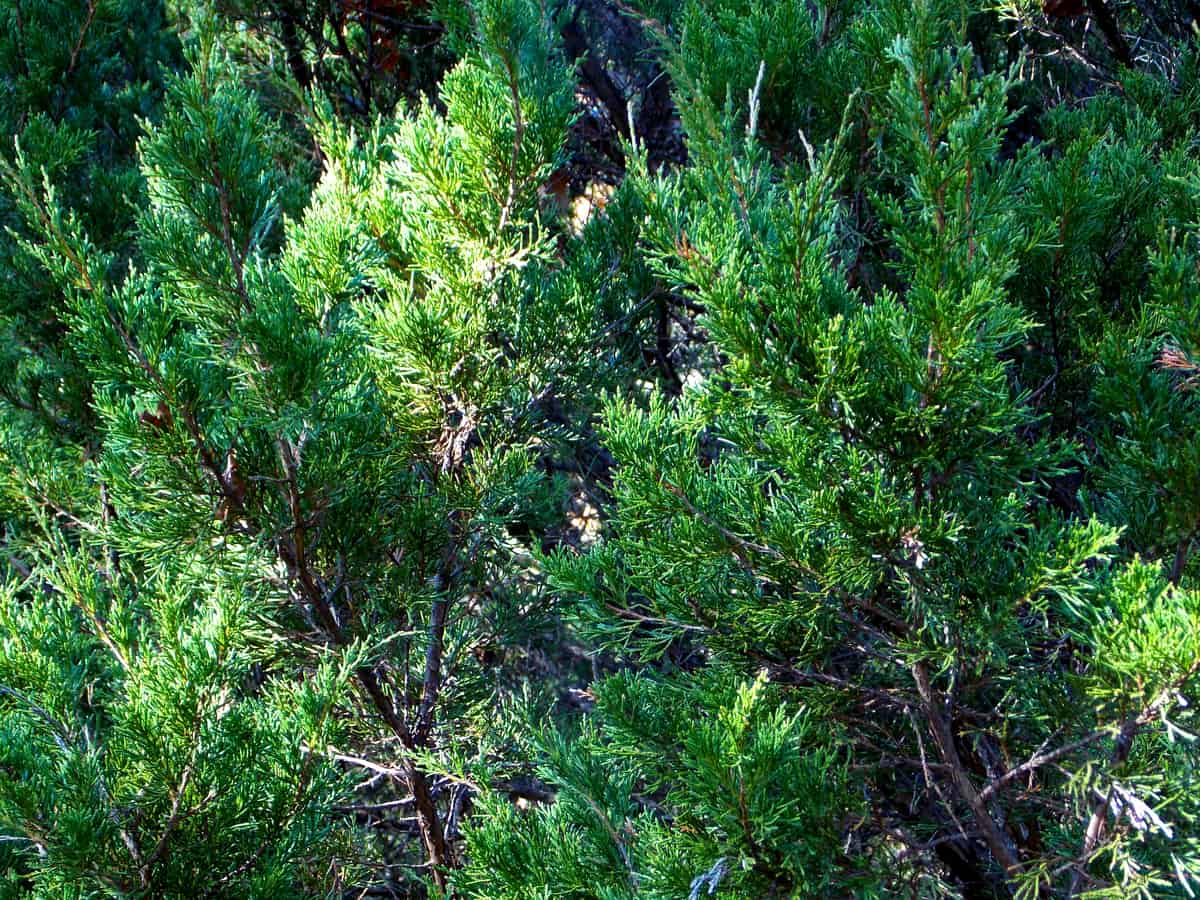 Eastern red cedar is a popular tree