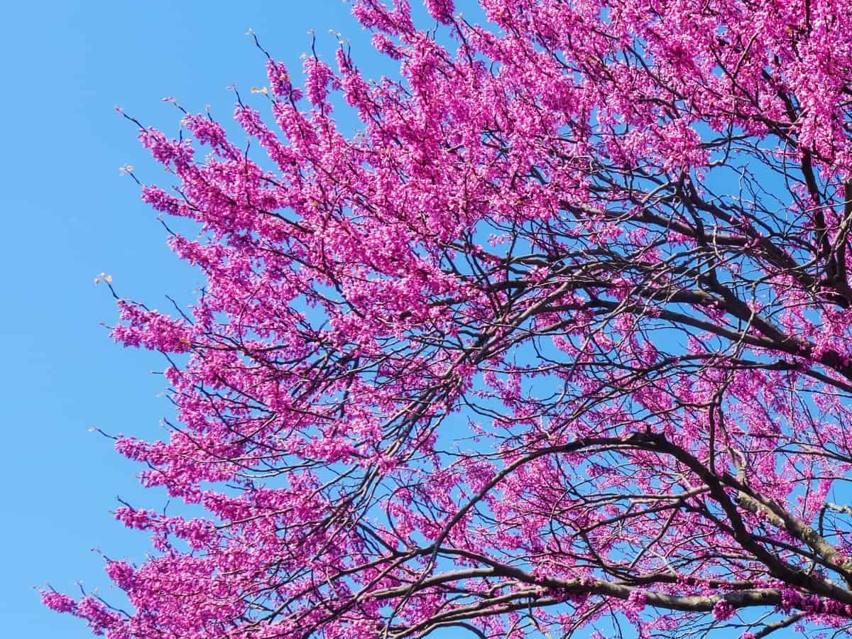 Eastern redbud trees have red buds and purple flowers