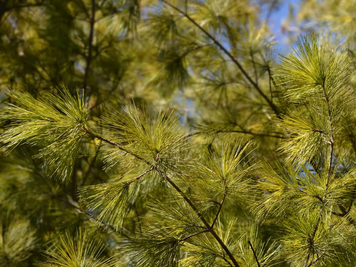 Eastern white pine is a fast growing privacy tree