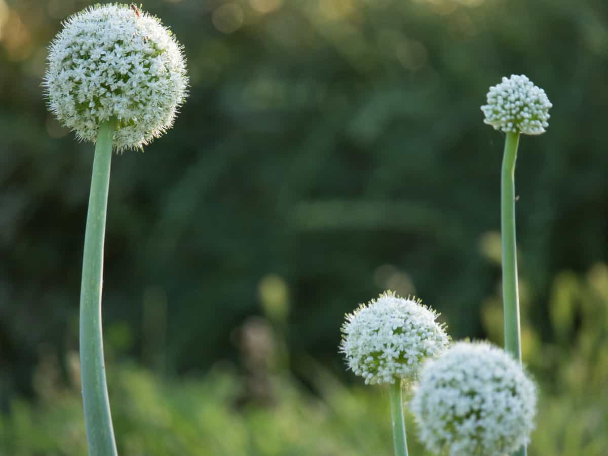 the Egyptian walking onion is a great example of a perennial vegetable