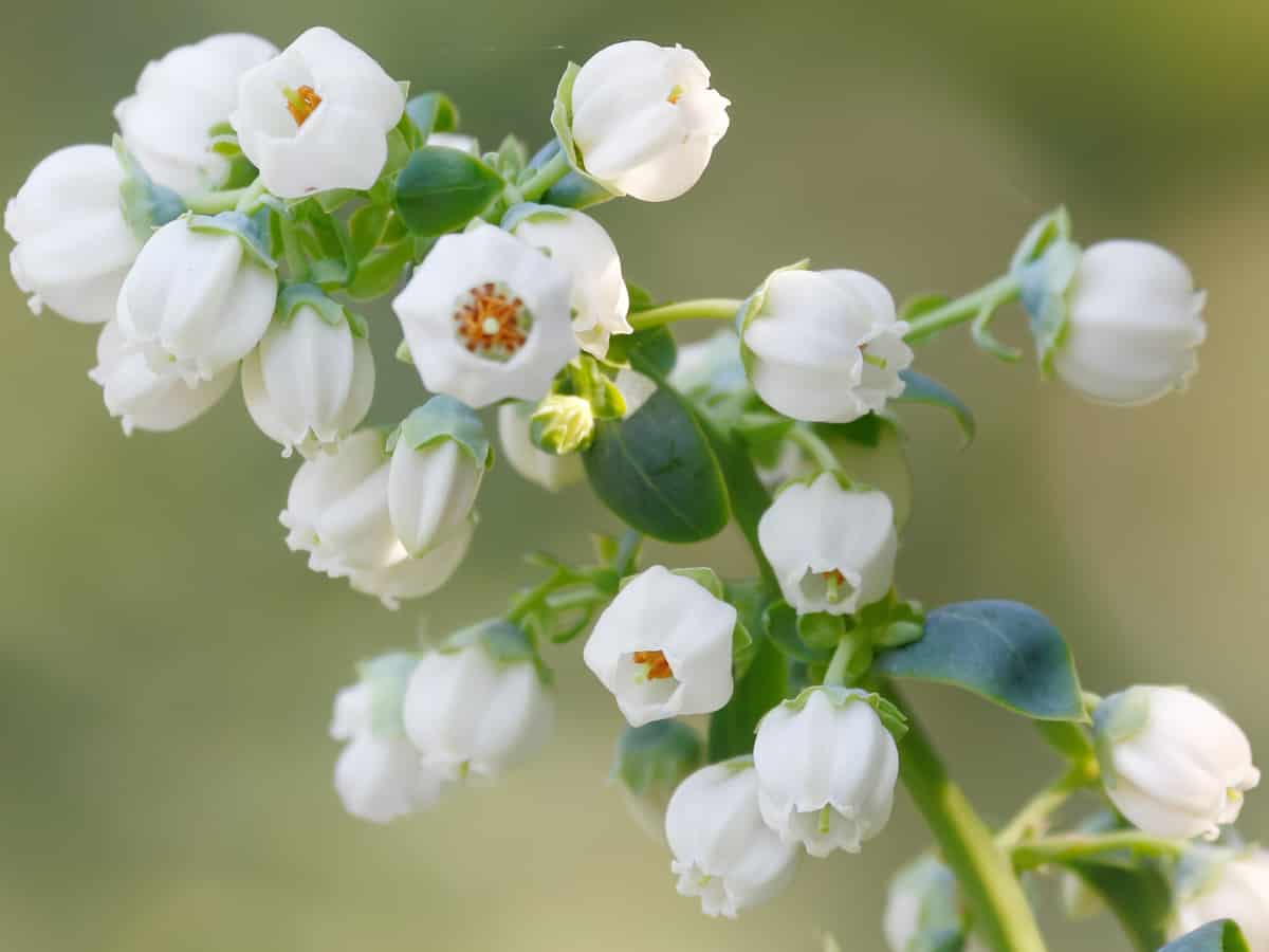 emerald blueberry bush bears white flowers before blueberries