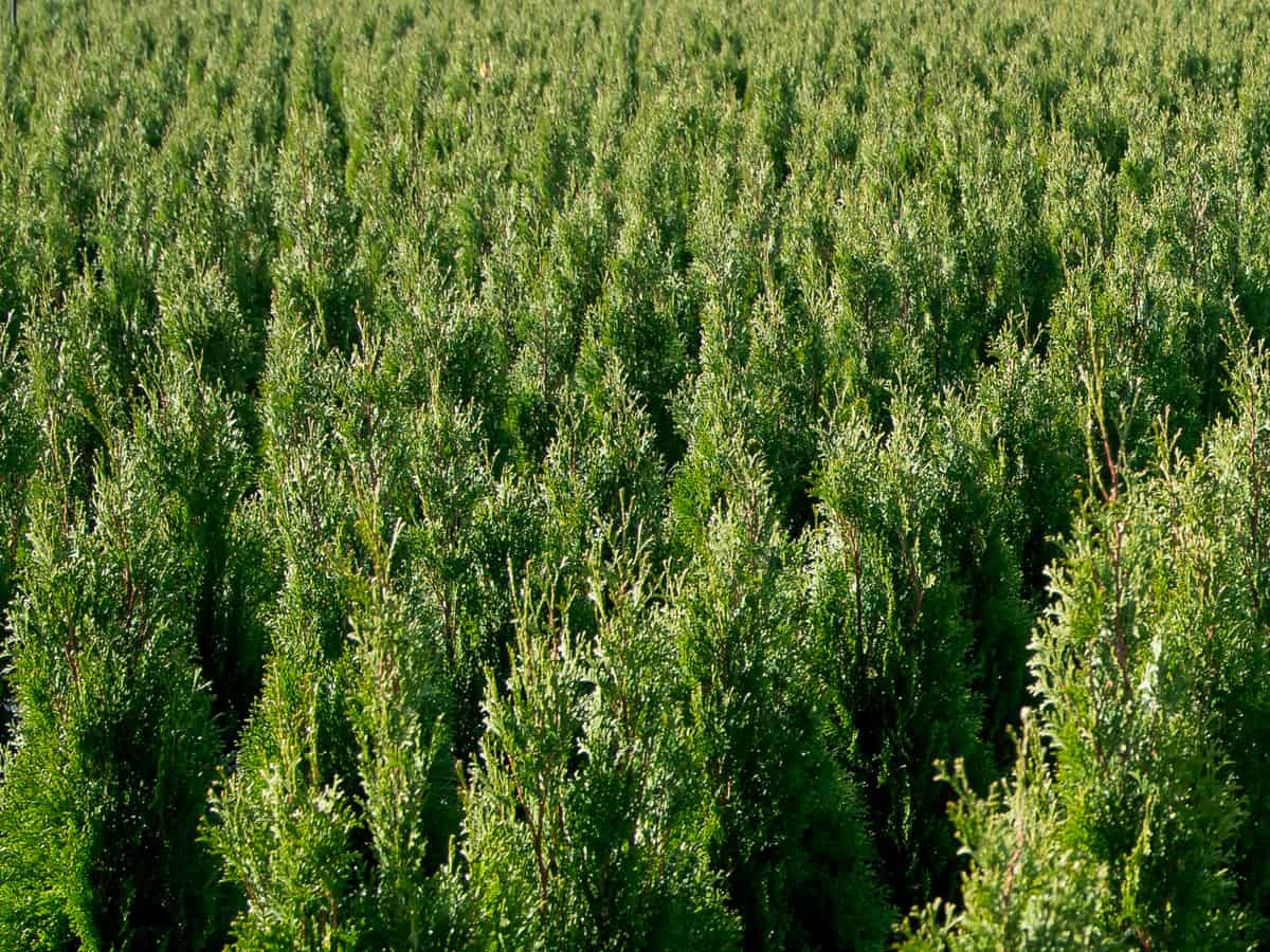 emerald green arborvitae grows 8-12 feet tall