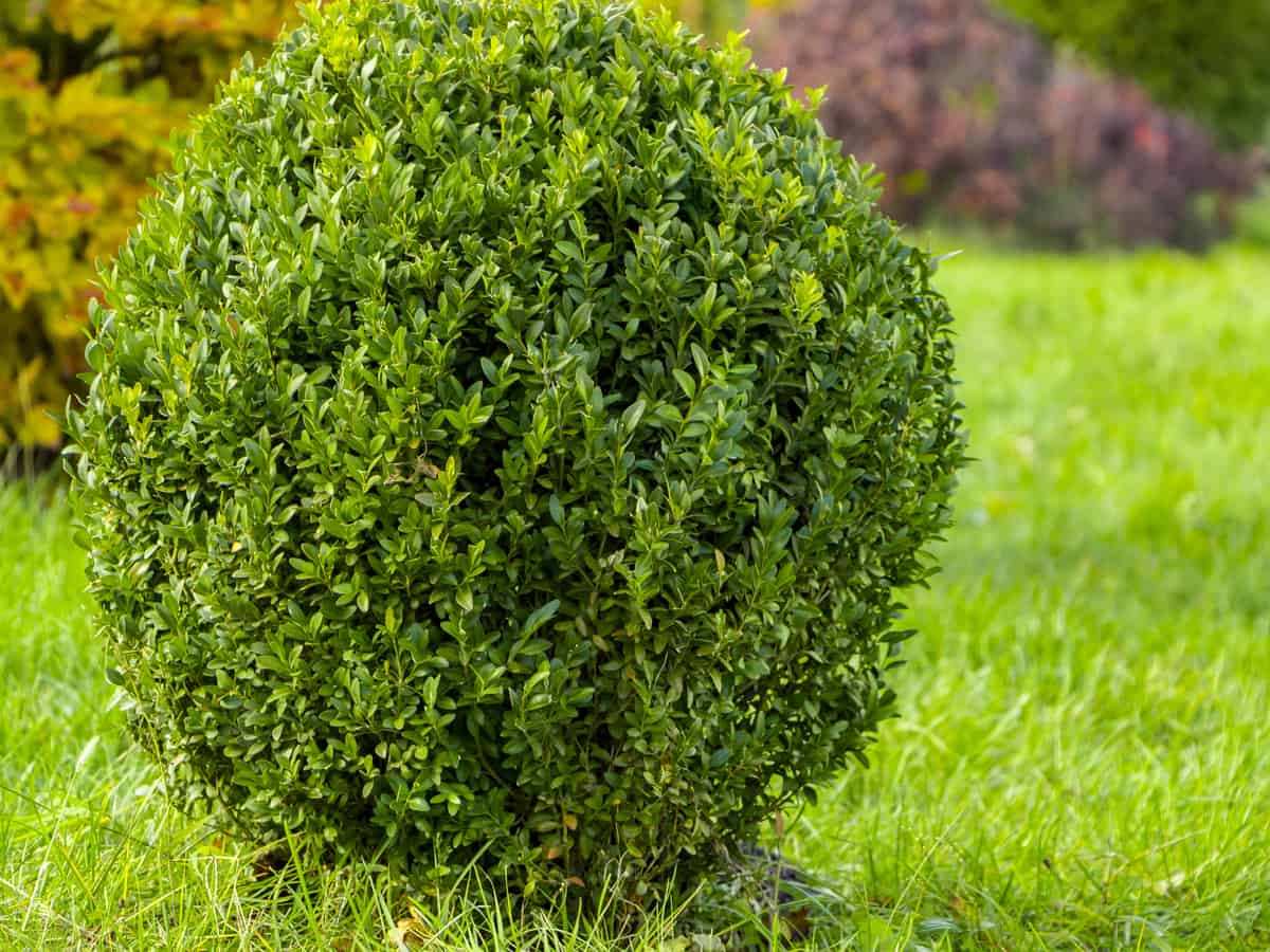 English boxwood is an evergreen that deer don't like