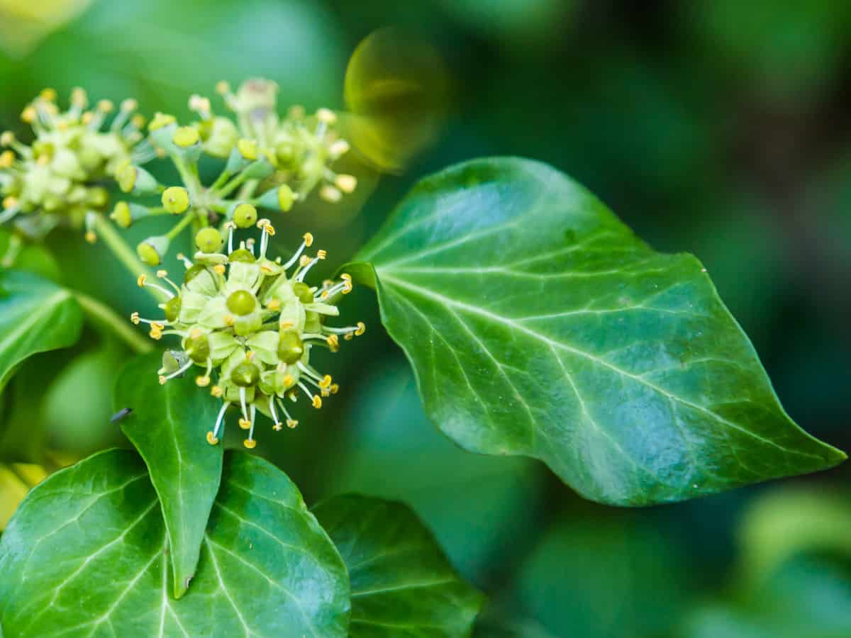 English ivy makes a great hanging plant at home