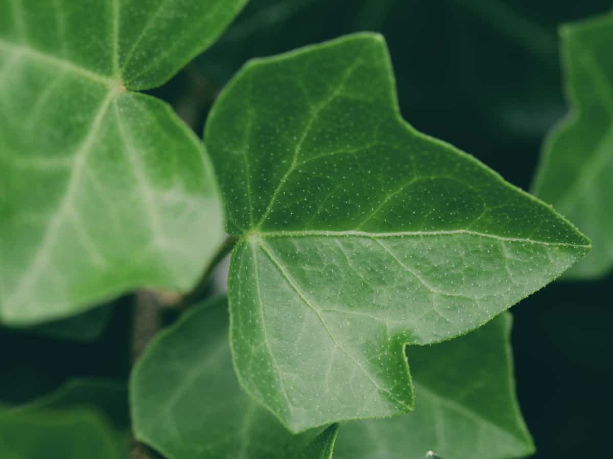 English ivy loves a hanging pot in the shade