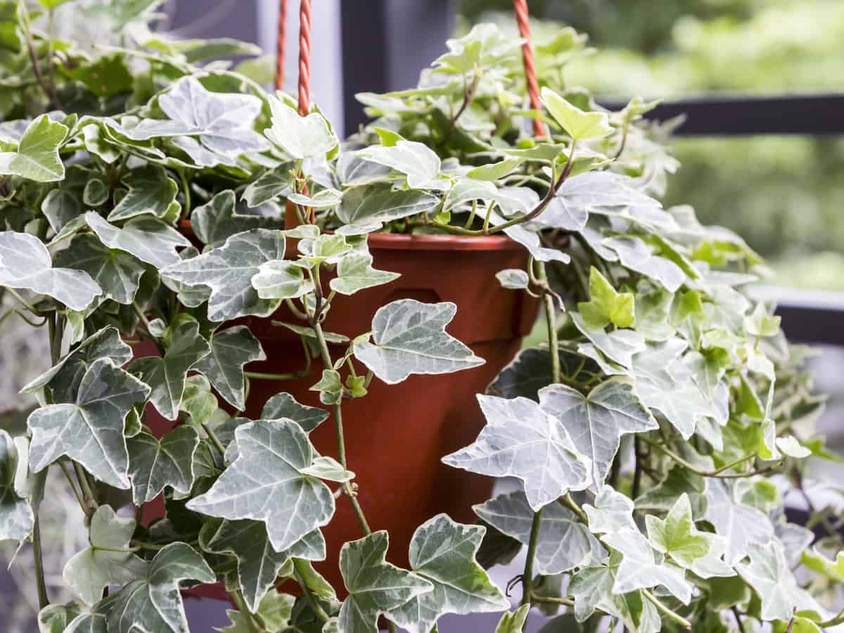 English ivy is the perfect hanging plant for light-starved rooms