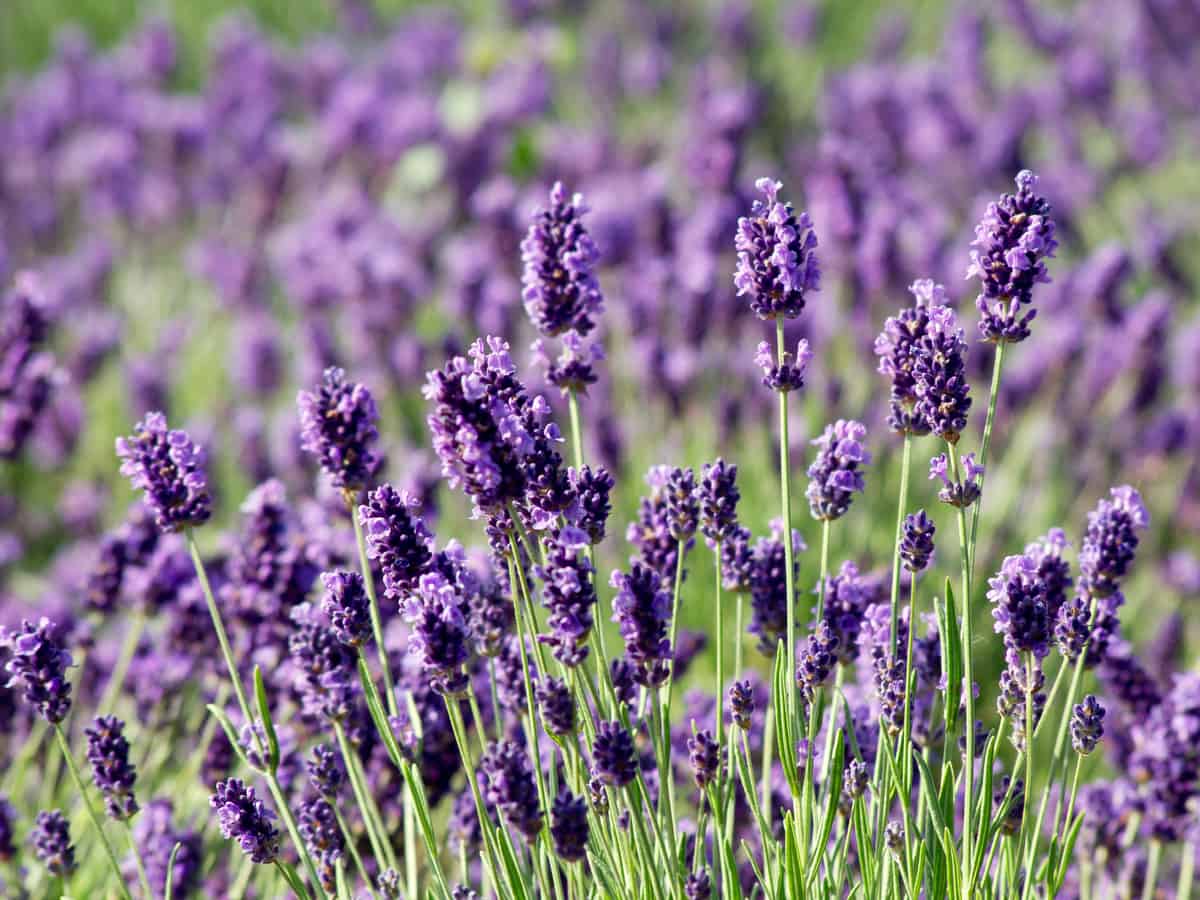 English lavender is a perennial plant that needs full sun