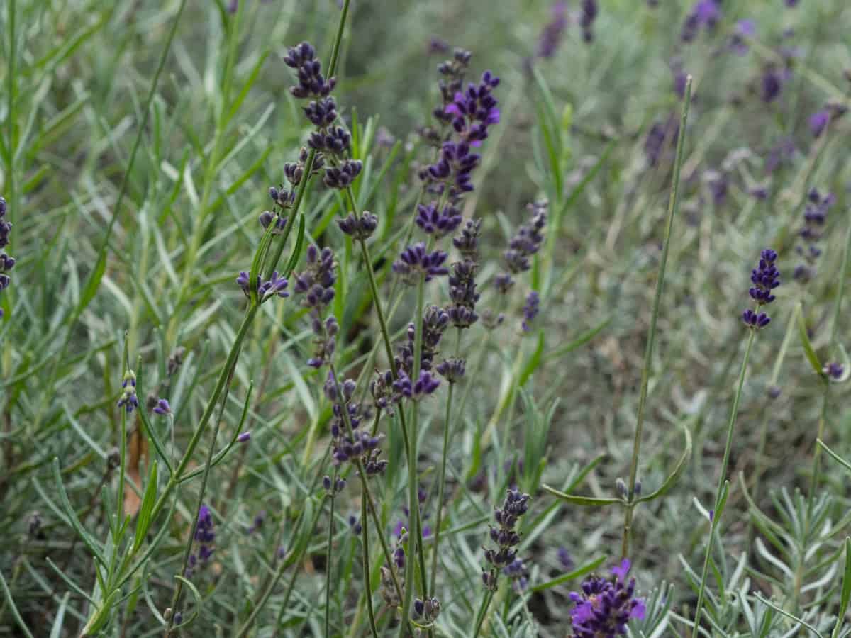 English lavender is a herbaceous perennial