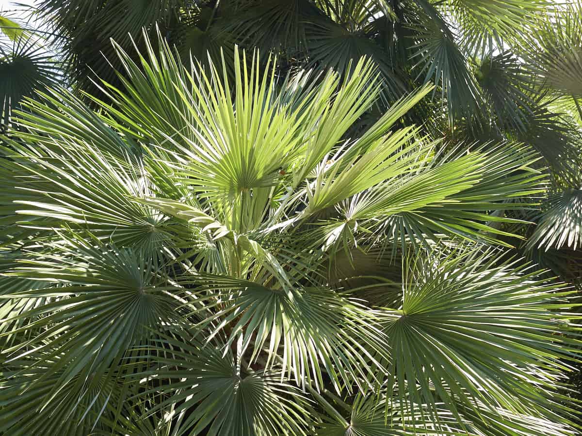 European fan palm is an elegant indoor plant