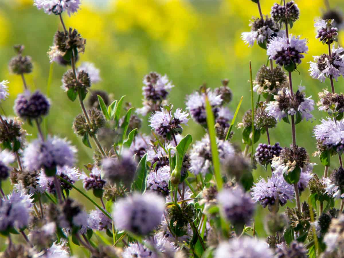 European pennyroyal is a privacy hedge that repels mosquitoes