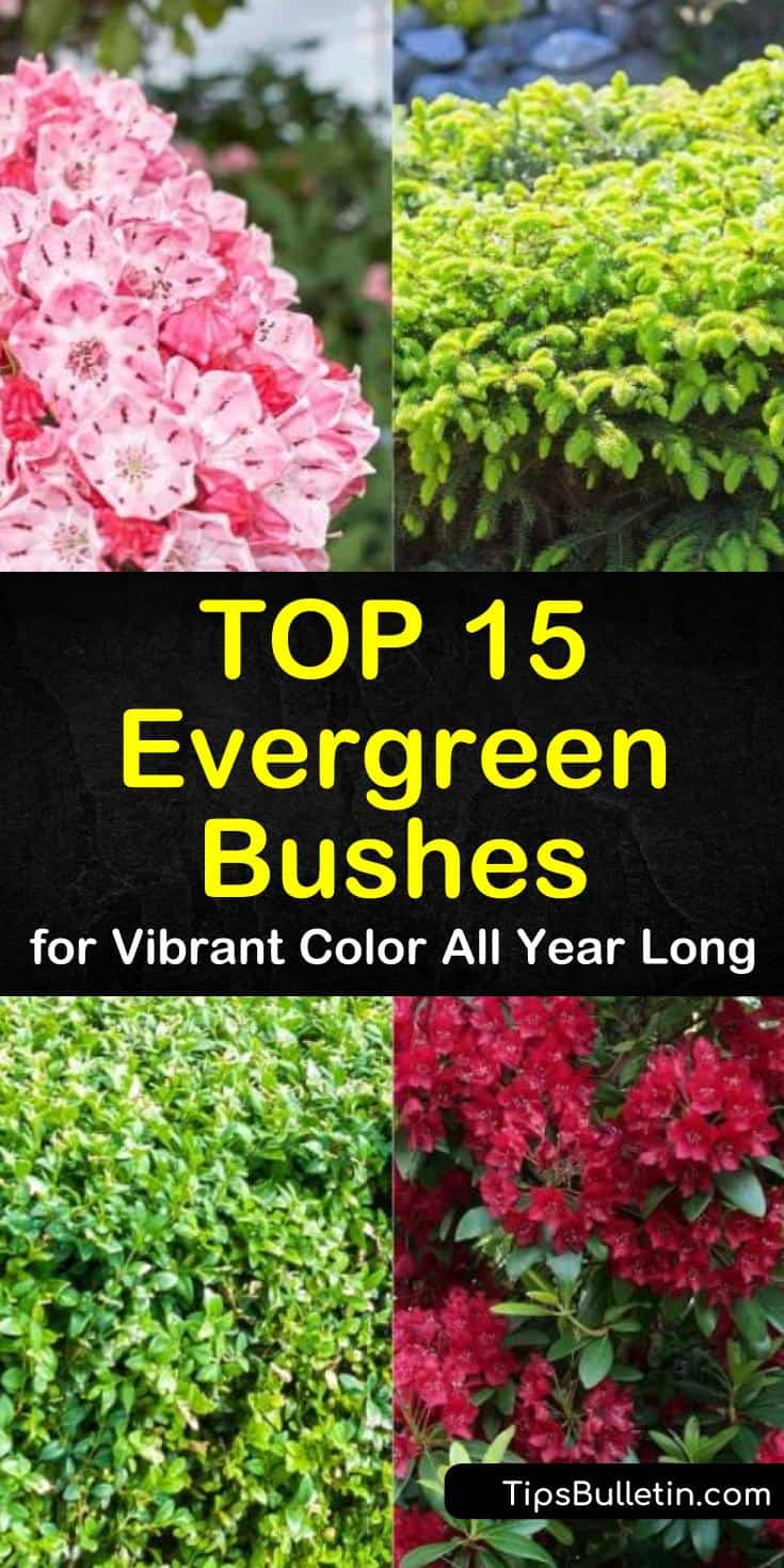 Learn how to use evergreen bushes to fill your backyards and front yards with vibrant color all year long. Evergreen shrubs are drought tolerant bushes that can thrive in shade to full sun depending on the variety. Learn how to use these hedges for privacy. #evergreen #evergreenbushes #bush