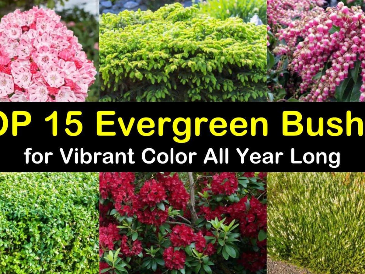 Top 20 Evergreen Bushes for Vibrant Color All Year Long
