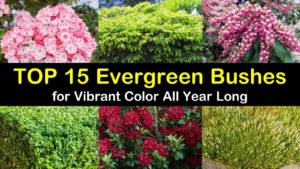 evergreen bushes titleimg1