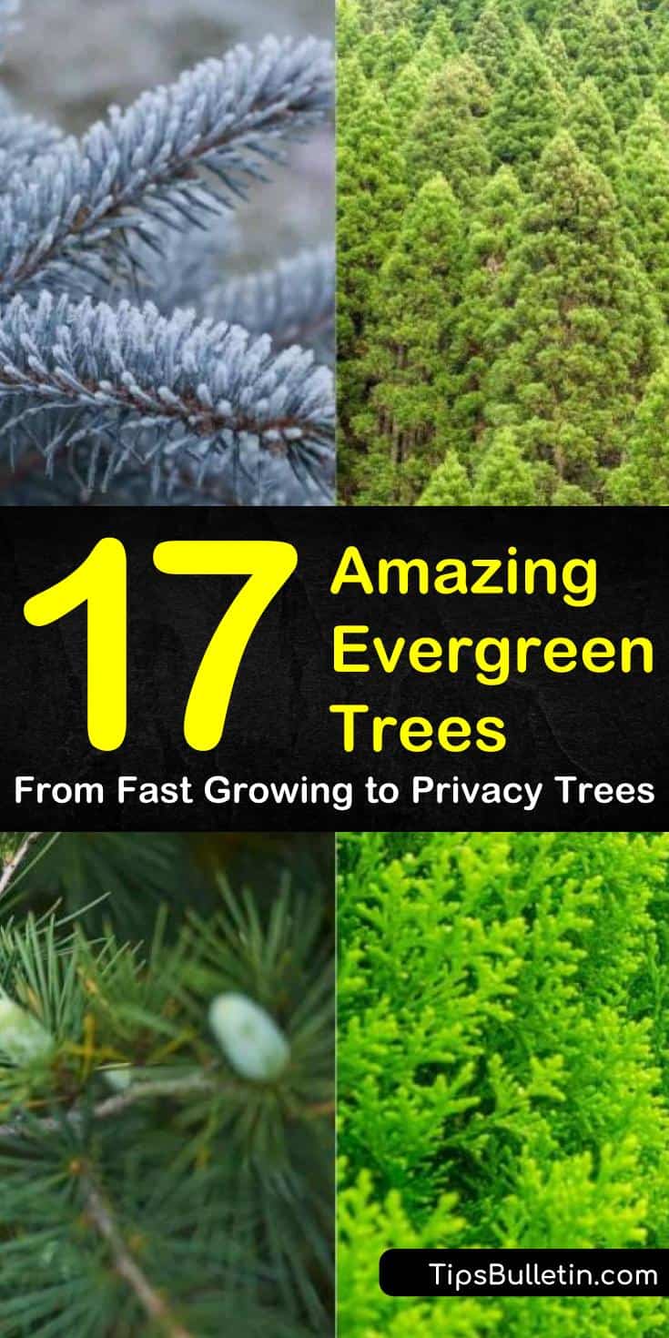 Find out everything you need to know about the most popular types of evergreen trees! Add color to your landscaping by planting small, large, or wide trees for privacy or ornamentation. #trees #evergreen #privacy