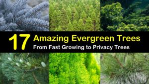 evergreen trees titleimg1