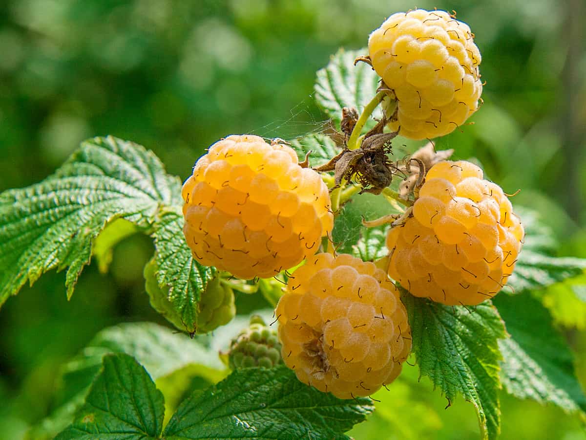 fall gold everbearing raspberry is the perfect dwarf fruit tree