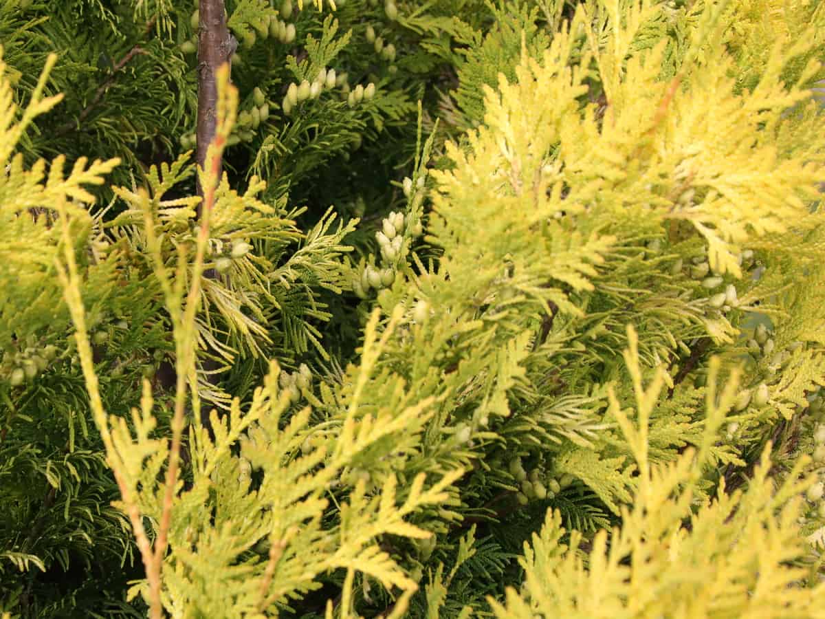 false cypress is also known as the golden evergreen