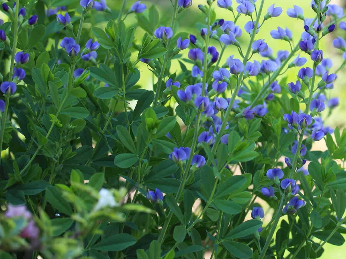 false indigo is a herbaceous perennial that is deer-resistant