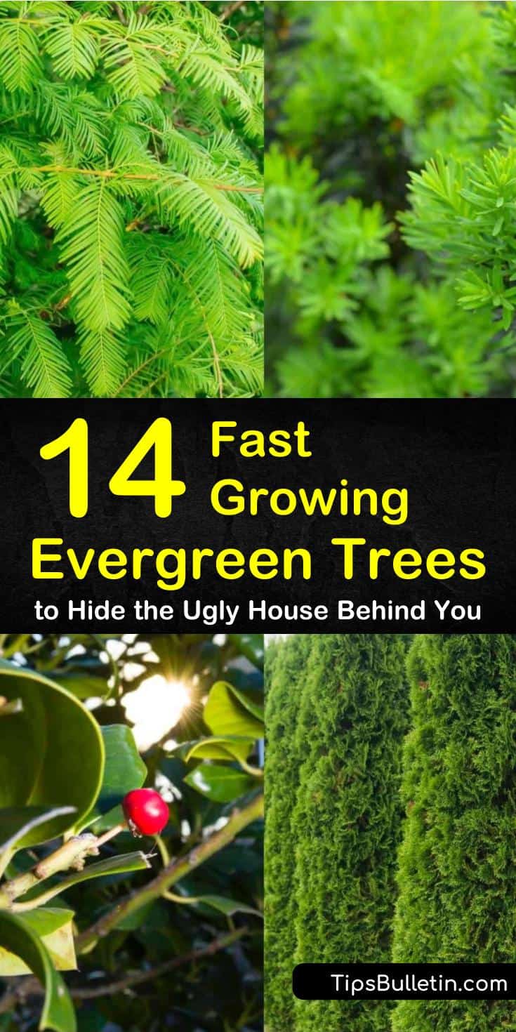 Learn what the best fast growing evergreen trees are with our tips and tricks. Use them as privacy fences, screens, and shades to shield certain areas of your house. #fastgrowingevergreentrees