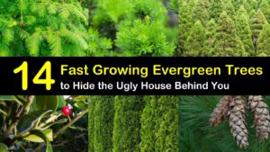 fast growing evergreen trees titleimg1