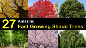 fast growing shade trees titleimg1
