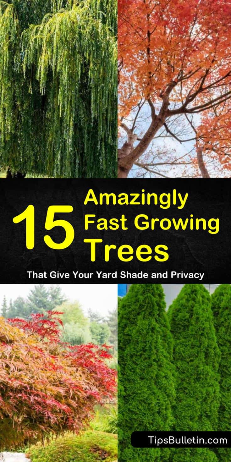 Discover 15 amazing fast growing trees for small yards and house backyards. Choose from hedges for privacy or shades, brilliant colored trees, and drought tolerant trees. #fastgrowingtrees #privacytree #trees #gardening