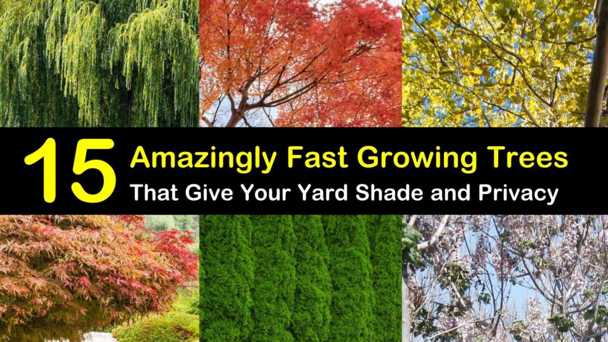 15 Amazingly Fast Growing Trees That Give Your Yard Shade And Privacy