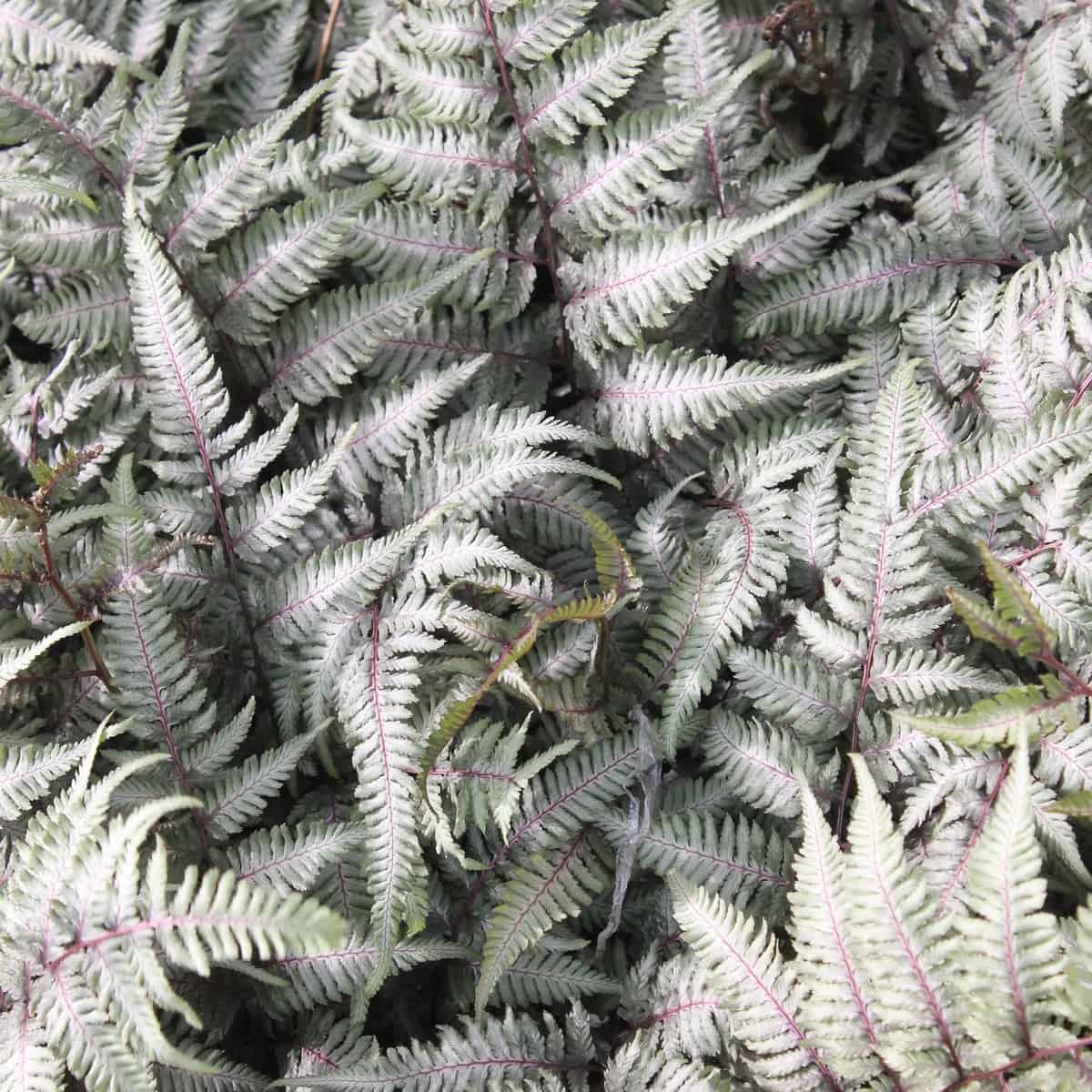 Japanese painted ferns are hardy perennials that love shade