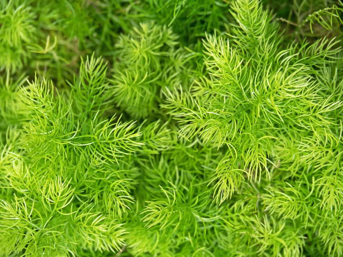 the asparagus fern is actually a member of the lily family