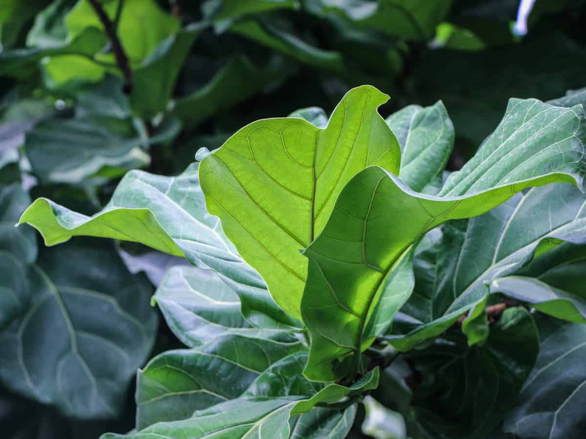 fiddle leaf fig can tolerate neglect