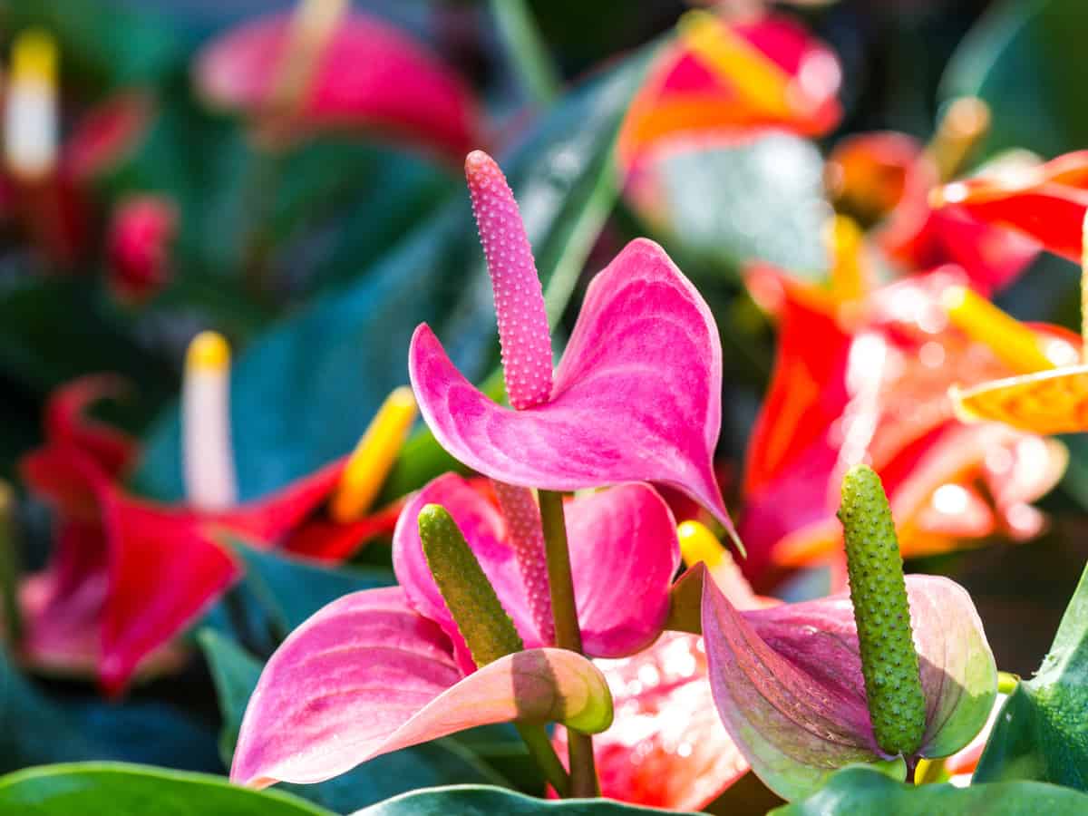 flamingo lily is a highly attractive indoor plant