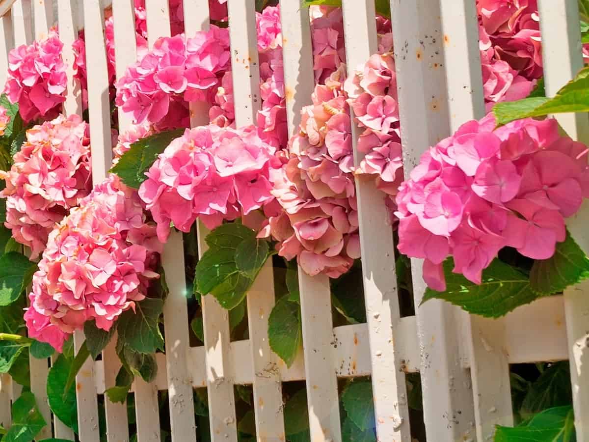 pretty pink flowers of the flare hydrangea