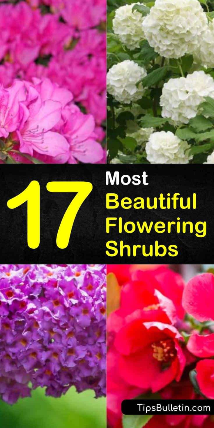 Discover the beauty of flowering shrubs! With these bright and fun blooming bushes, you’ll be able to add a pop of color in front of your house. Whether you need full sun or plants for shade, these gorgeous flowering shrubs will do the trick. #blooming #bushes #shrubs #landscaping