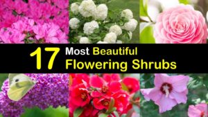 flowering shrubs titleimg1