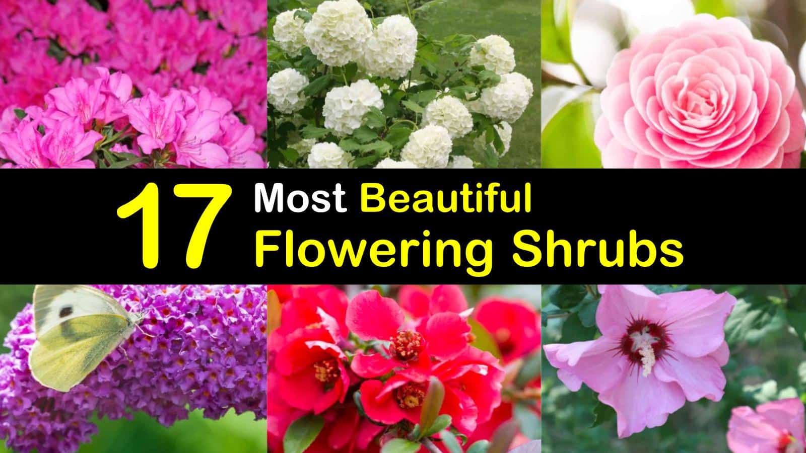 20 Most Beautiful Flowering Shrubs   Amazing Bushes for a Colorful ...